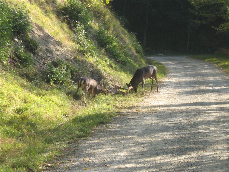 Daini nelle Foreste  Casentinesi